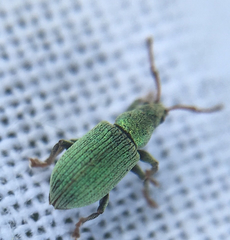 Phyllobius roboretanus