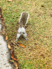 Sciurus carolinensis