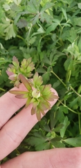 Aquilegia coerulea coerulea