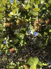 Syzygium cordatum