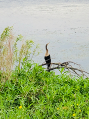 Anhinga anhinga