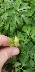 Aquilegia coerulea coerulea