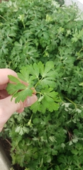 Aquilegia coerulea coerulea