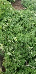 Aquilegia coerulea coerulea