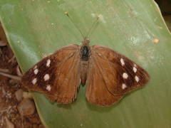 Eunica monima modesta