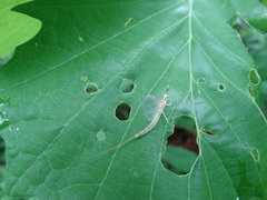 Ephemera orientalis