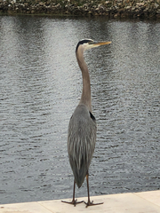 Ardea herodias