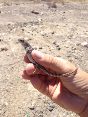 Dipsosaurus dorsalis dorsalis