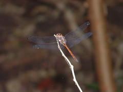 Cannaphila