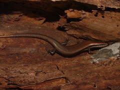 Marisora brachypoda