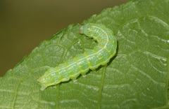 Cosmia trapezina