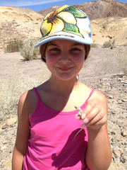 Dipsosaurus dorsalis dorsalis