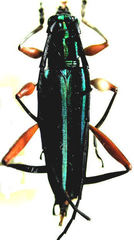 Mionochroma vittatum