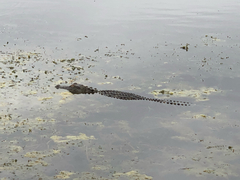Alligator mississippiensis