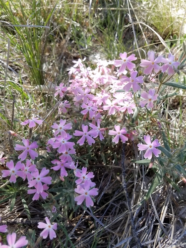 Arizona phlox (Phlox amabilis)