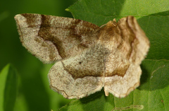 Metarranthis refractaria