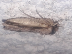 Agrotis malefida
