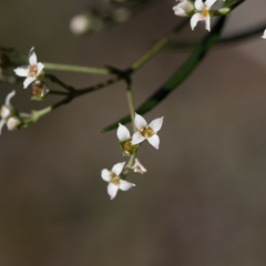 Zieria laxiflora