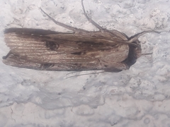 Agrotis malefida