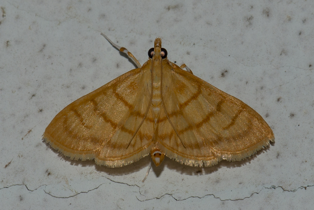 Spinosuncus