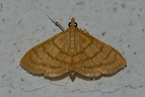 Género Spinosuncus · iNaturalist Mexico