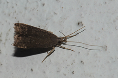 Torodorinae