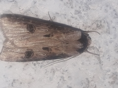 Agrotis malefida