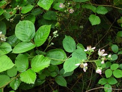Rubus wirralensis