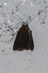 Torodorinae