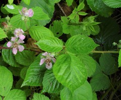 Rubus wirralensis