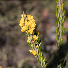 Aotus lanigera