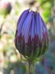 Amellus asteroides asteroides