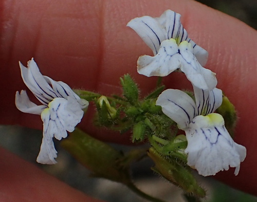 Nemesia rupicola image