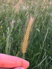 Hordeum secalinum