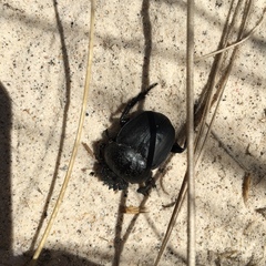 Scarabaeus semipunctatus