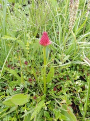 Gymnadenia