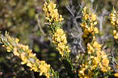 Aotus lanigera