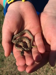 Tropidophis melanurus