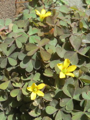 Oxalis corniculata