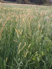 Hordeum secalinum