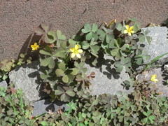 Oxalis corniculata