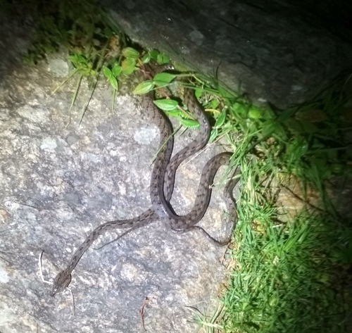Many-banded Cat Snake