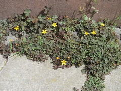 Oxalis corniculata