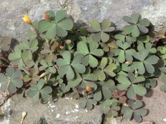 Oxalis corniculata