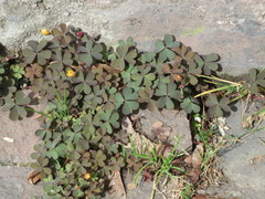 Oxalis corniculata