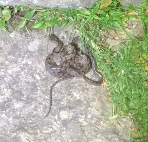 Many-banded Cat Snake