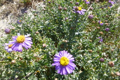 Amellus asteroides asteroides