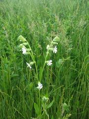 Silene dichotoma