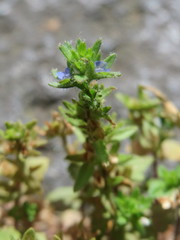 Veronica arvensis