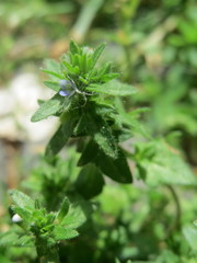 Veronica arvensis